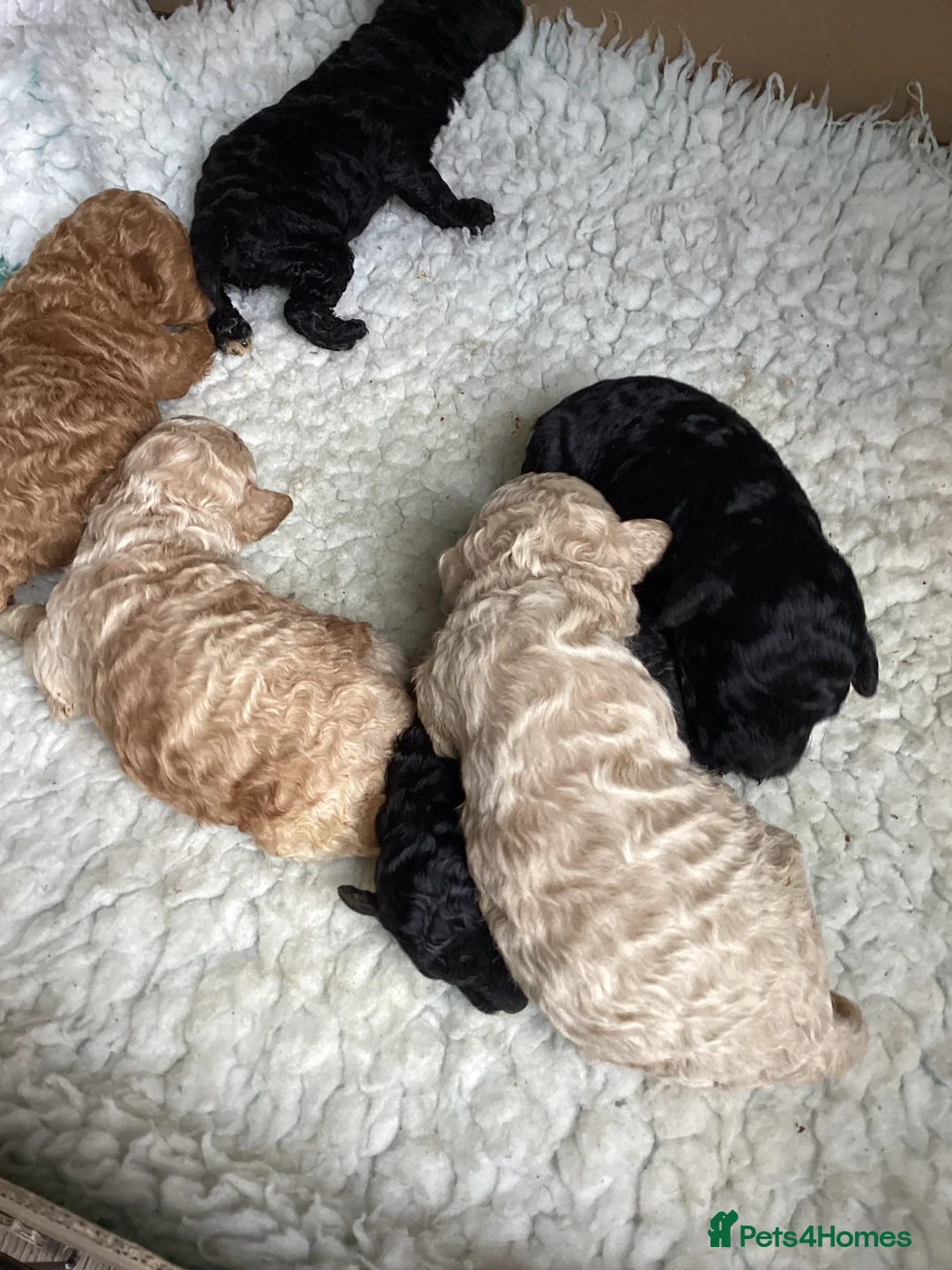 Toy Poodle dogs for sale: Stunning Toy Poodles - Advert 2