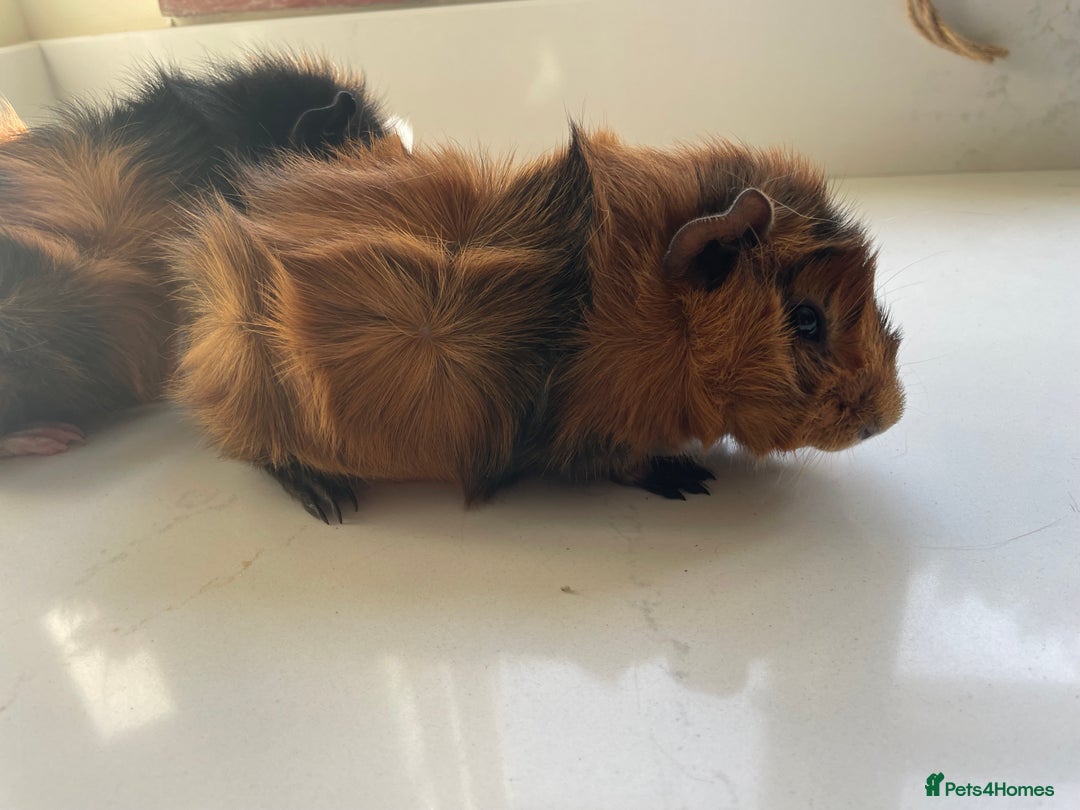 Guinea Pig rodents for sale: Beautiful baby Abyssinian Guinea Pigs - Advert 5