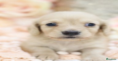 Miniature Dachshund dogs - Advert 12