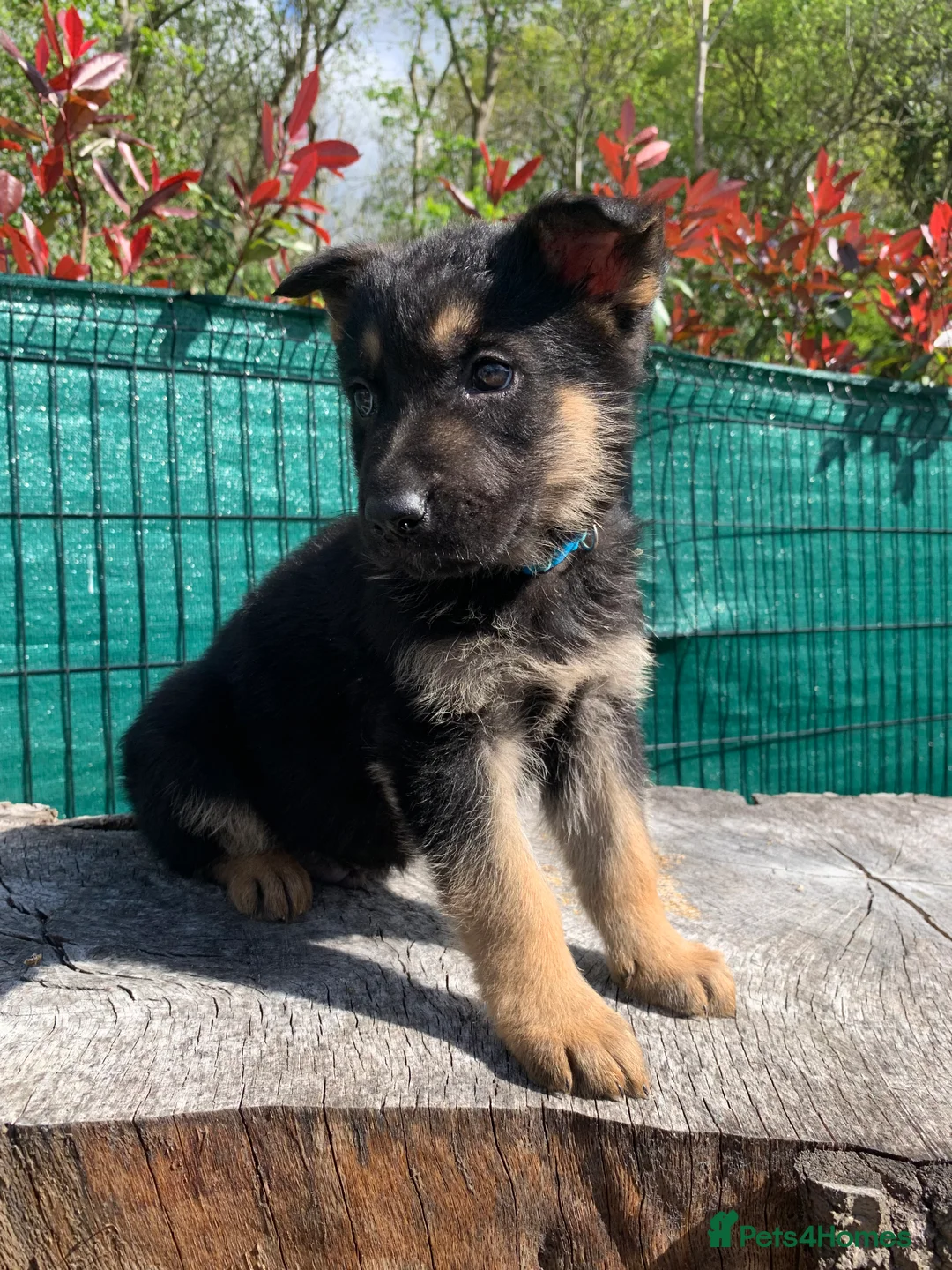 German Shepherd dogs for sale: 10 beautiful German shepherd  in Sidcup - Advert 12