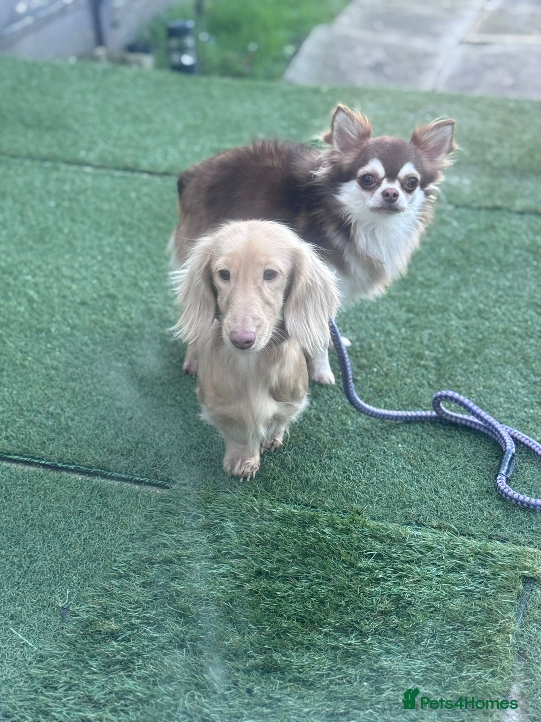 Chihuahua dogs for stud: Chihuahua for stud  - Advert 15