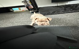 American Bully dogs for sale: Pocket bully  - Image 7