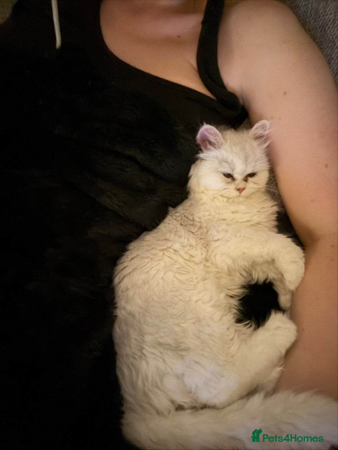 Persian cats for sale: Two stunning Chinchilla Persian Kittens - Advert 6