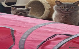 British Shorthair cats for sale: GCCF BRITISH SHORTHAIR KITTENS - Image 3