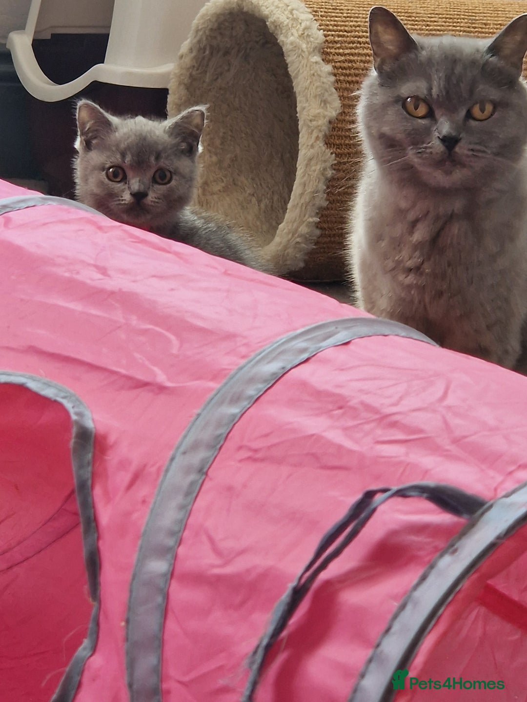 British Shorthair cats for sale: GCCF BRITISH SHORTHAIR KITTENS - Image 3