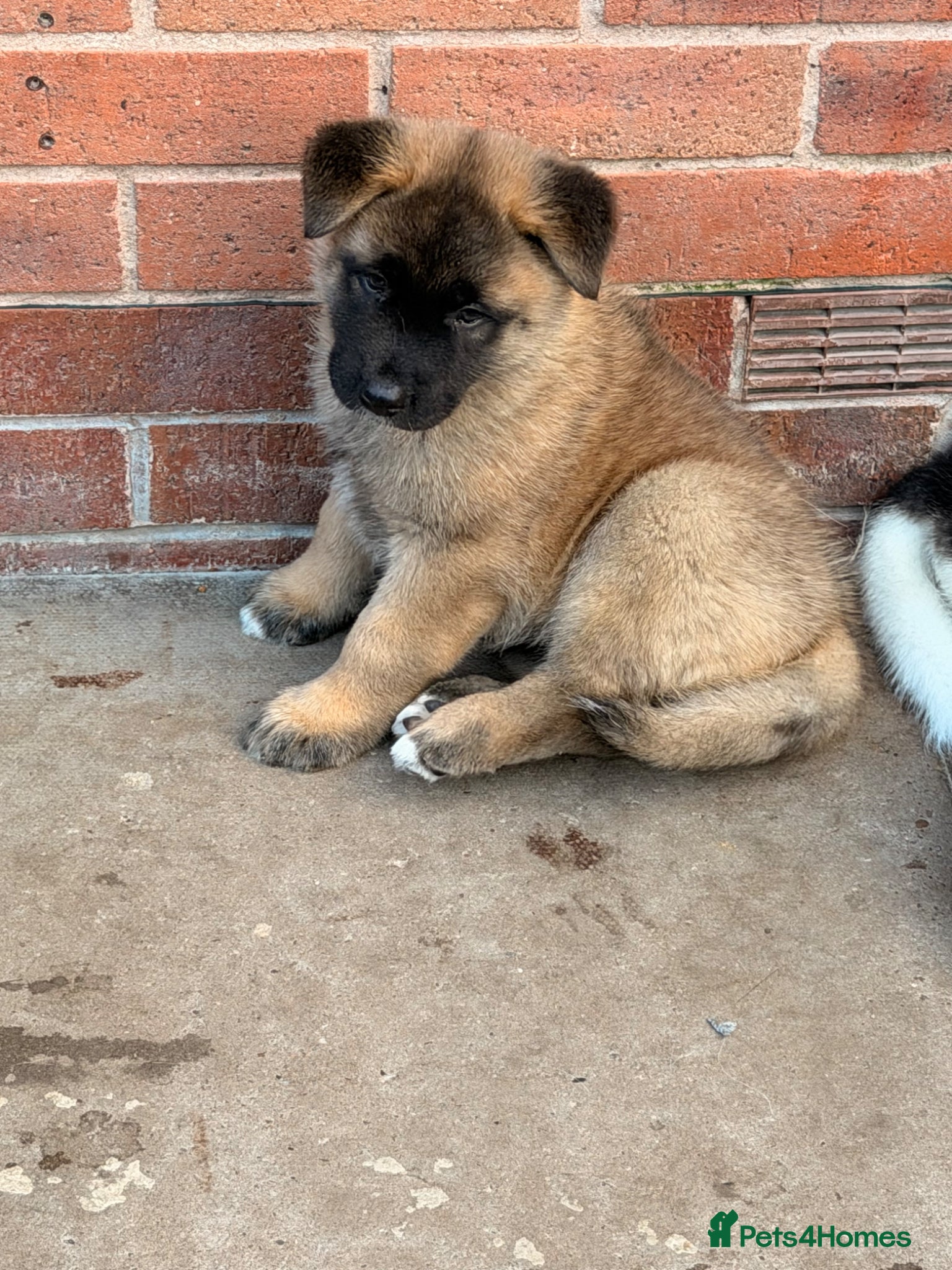 Akita dogs for sale: American Akita  - Advert 25