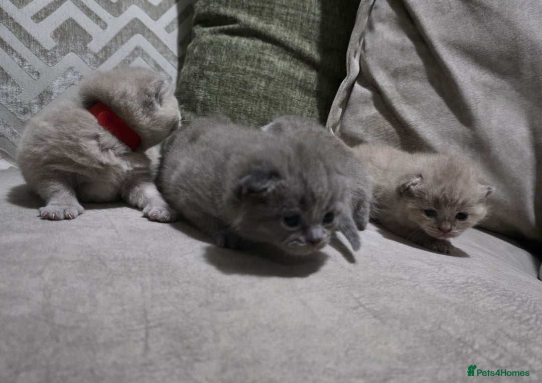 British Shorthair cats for sale: ** LAST ONE LEFT BLUE MALE British Shorthair ** - Advert 11