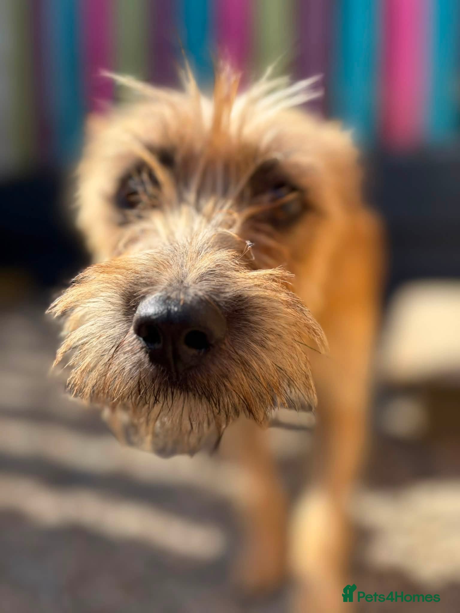 Mixed Breed dogs Henry - In Ayr Looking for a home  - Advert 2