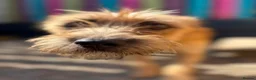 Mixed Breed dogs for adoption: Henry - In Ayr Looking for a home  - Advert 1