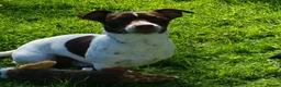 Jack Russell dogs for sale: Adorable mini Jack Russell babies  - Advert 24