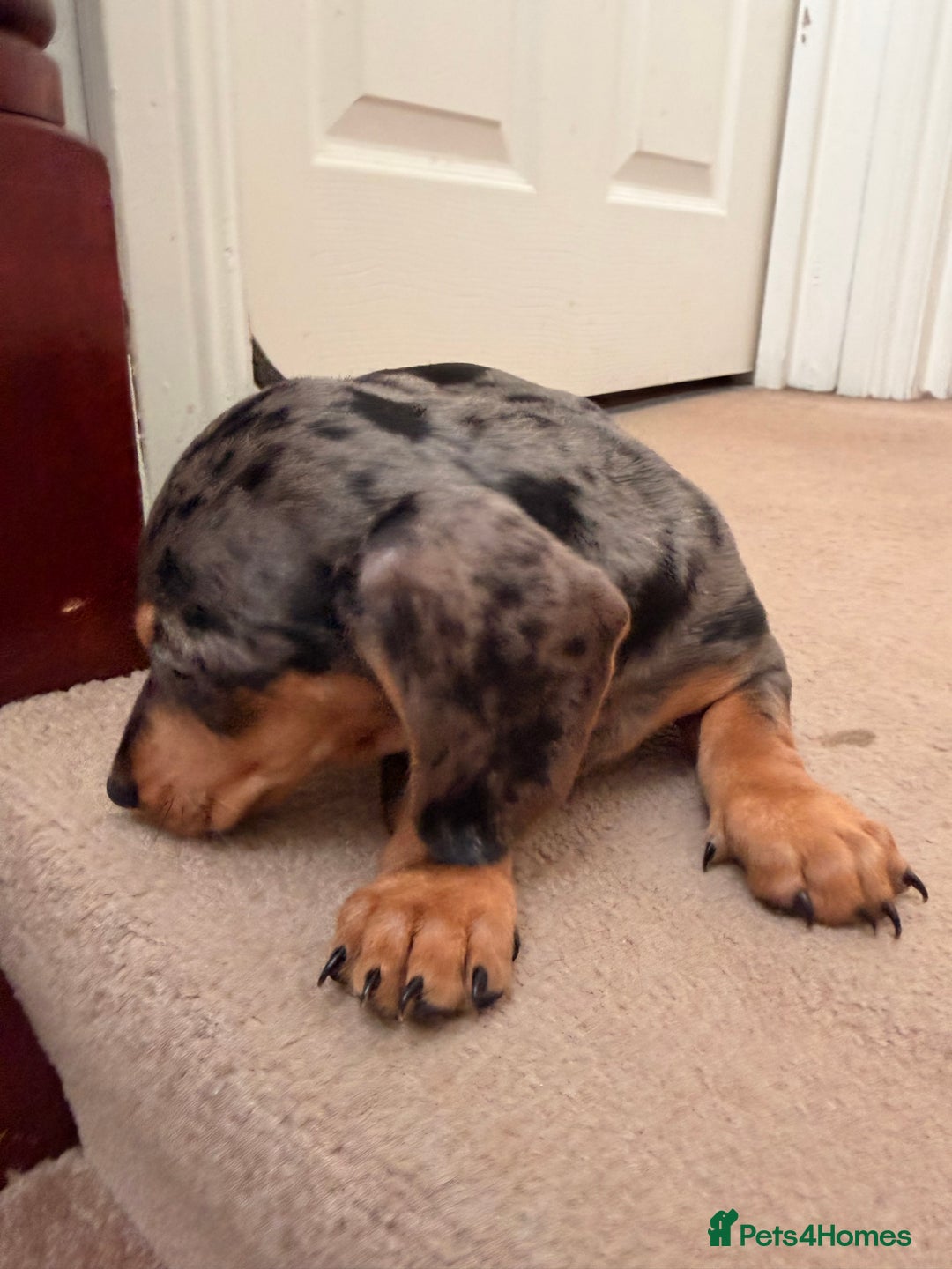 Dachshund dogs for sale: Last 3 Dachshund  - Advert 7