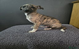 Whippet dogs for sale: ✅️ Ready to leave - KC whippets 🧡 - Image 31