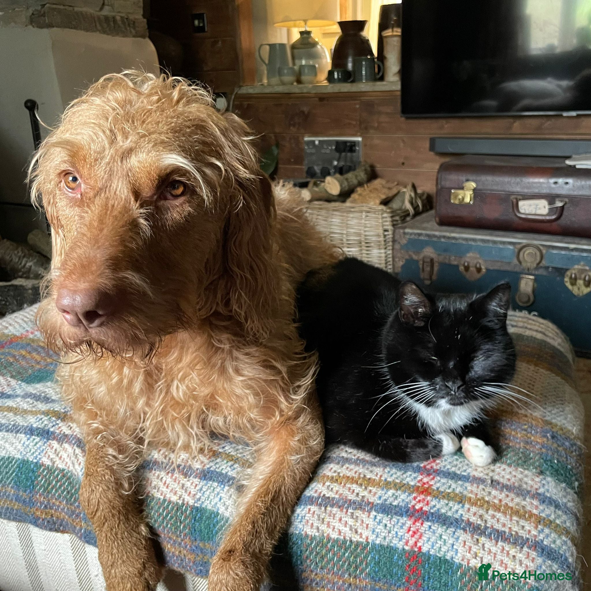 Hungarian Vizsla dogs Wire haired Hungarian Viszla puppies for sale - Advert 6