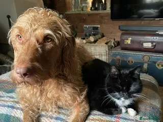 Hungarian Vizsla dogs Wire haired Hungarian Viszla puppies for sale - Advert 6