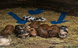 Pig livestock for sale: Mini Pigs Juliana x Pennywell Miniature  - Image 6