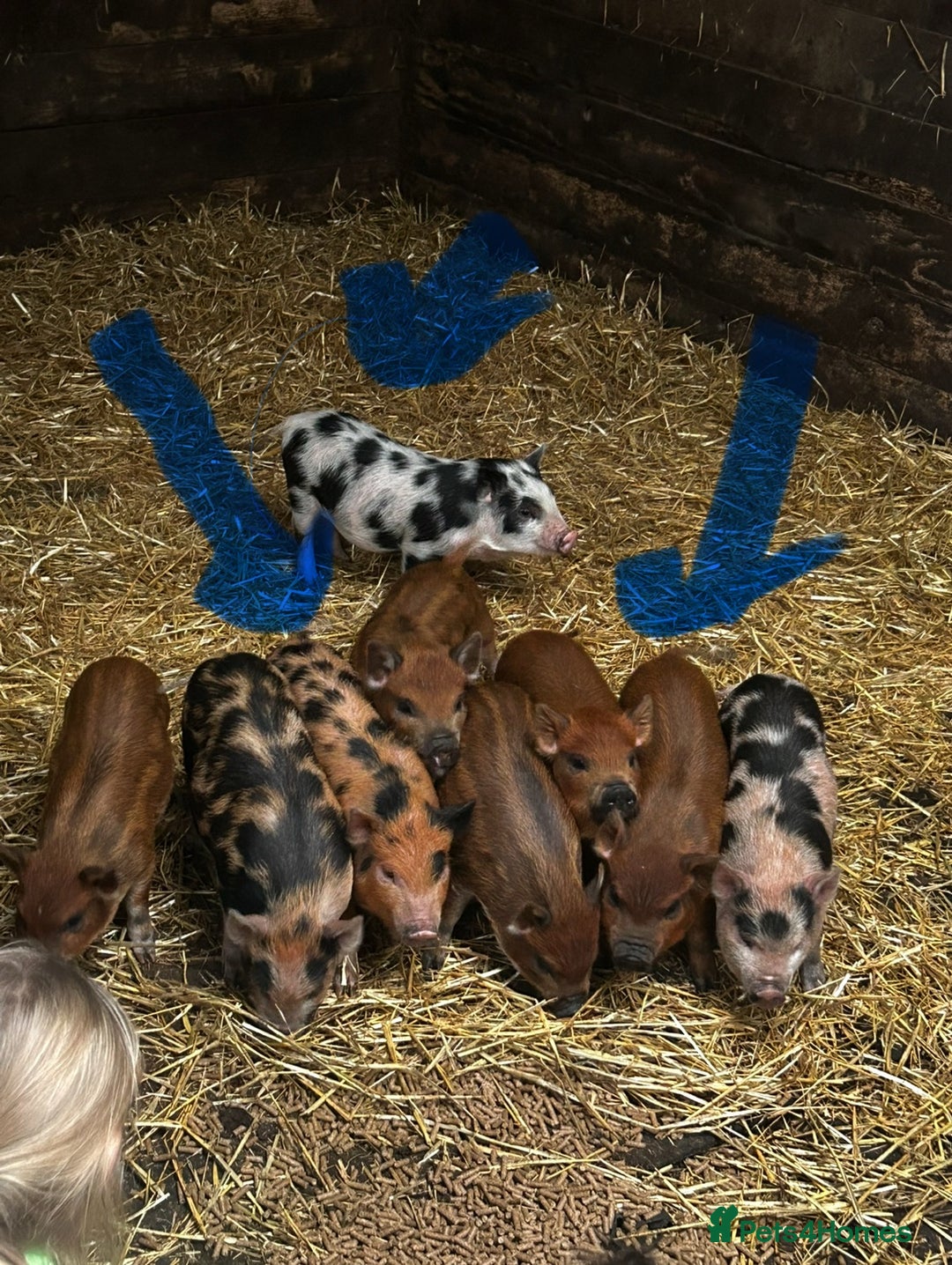 Pig livestock for sale: Mini Pigs Juliana x Pennywell Miniature  - Image 6