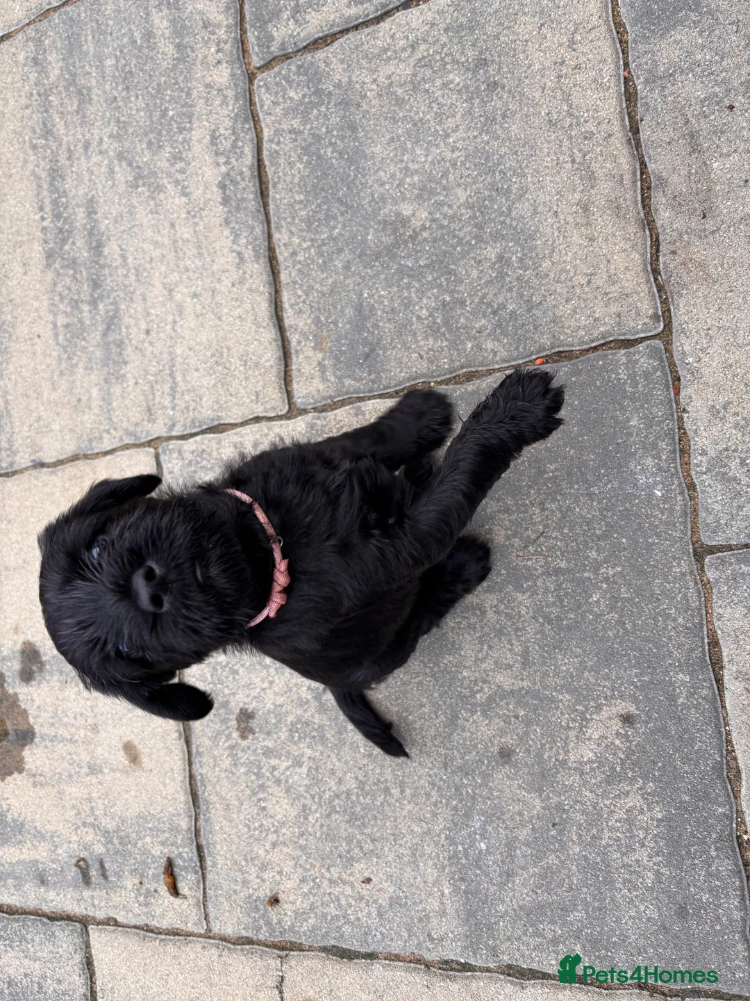 Schnauzer dogs for sale: Stunning Black female Schnauzer  - Advert 2