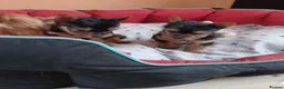 Yorkshire Terrier dogs for sale:   5 generation pedigree sertificate boy & girl  - Advert 4