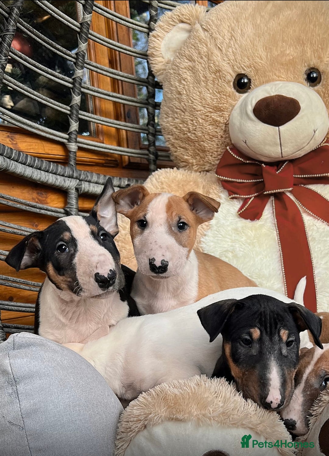 English Bull Terrier dogs for sale: Outstanding standard Bull terrier boys available  - Advert 6