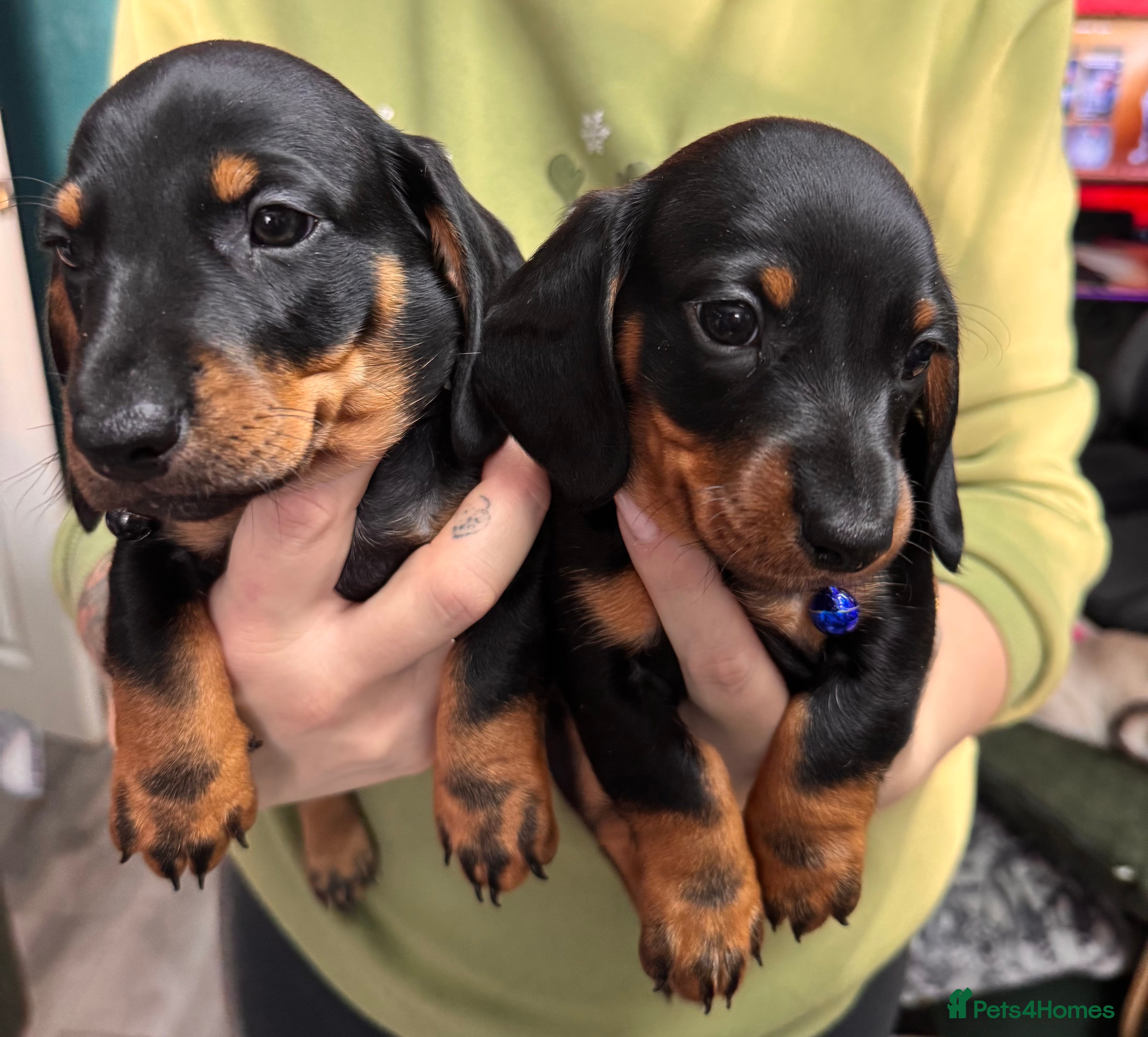 Dachshund dogs 2 Kc registred dachshund puppies available  - Advert 8