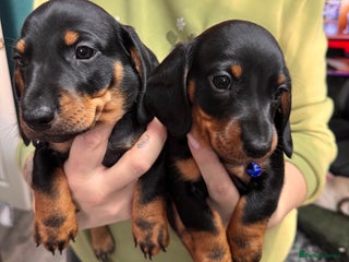 Dachshund dogs 2 Kc registred dachshund puppies available - Advert 5
