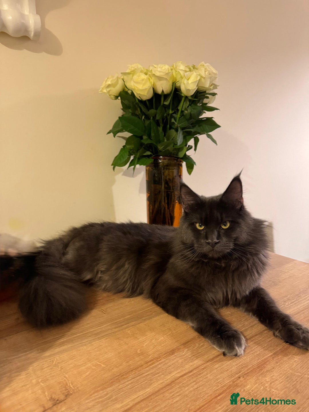 Maine Coon cats for stud: Mr Jasper - Image 3