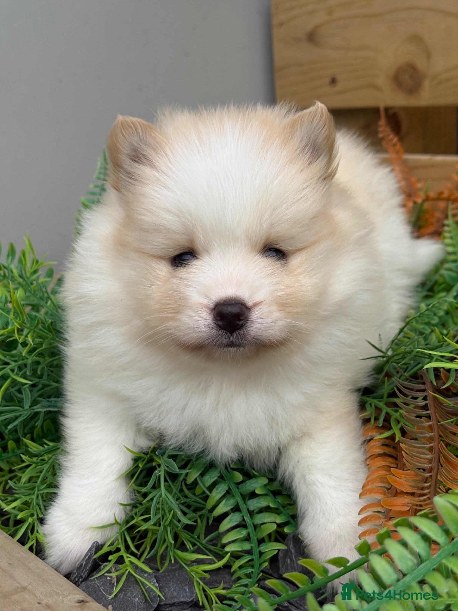 Pomsky dogs Stunning  **  Pomsky’s - Advert 2