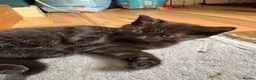 Mixed Breed cats for sale: 3 female kittens  - Advert 2
