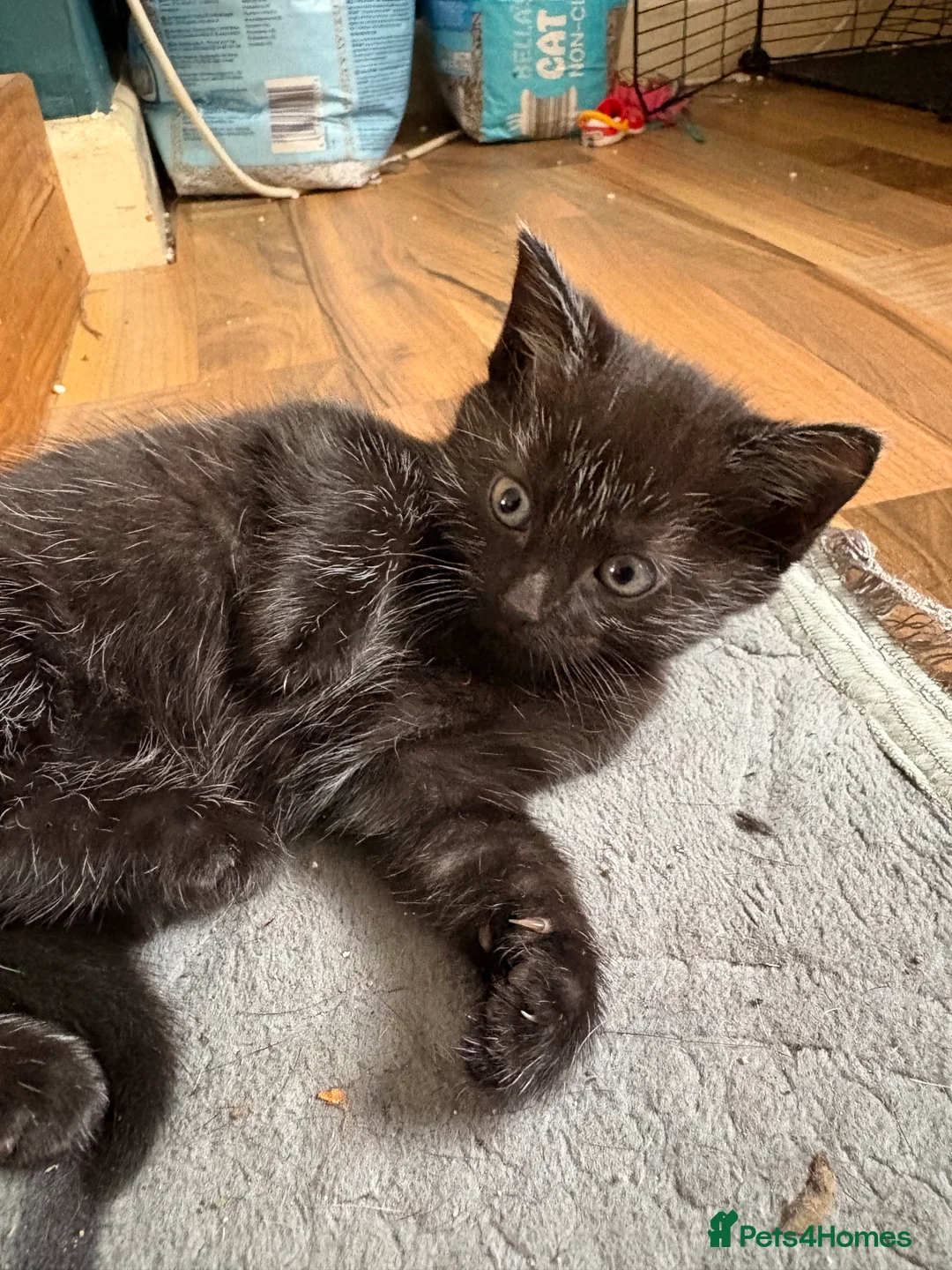 Mixed Breed cats for sale: 3 female kittens  - Advert 2