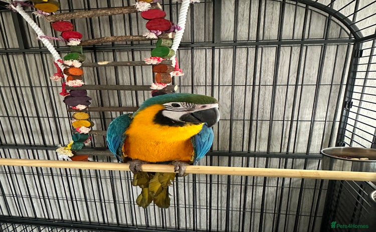 Macaws birds - Advert 1