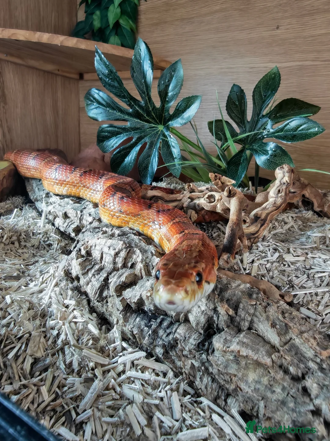 Corn Snake reptiles for sale: Corn snake rehome in Newcastle upon Tyne - Advert 2
