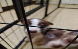 Welsh Collie dogs for sale: Tri colour Welsh collies  - Image 4