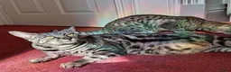 Savannah cats for sale: TICA Reg F4 Silver & Black Marbled Savannah  - Advert 4