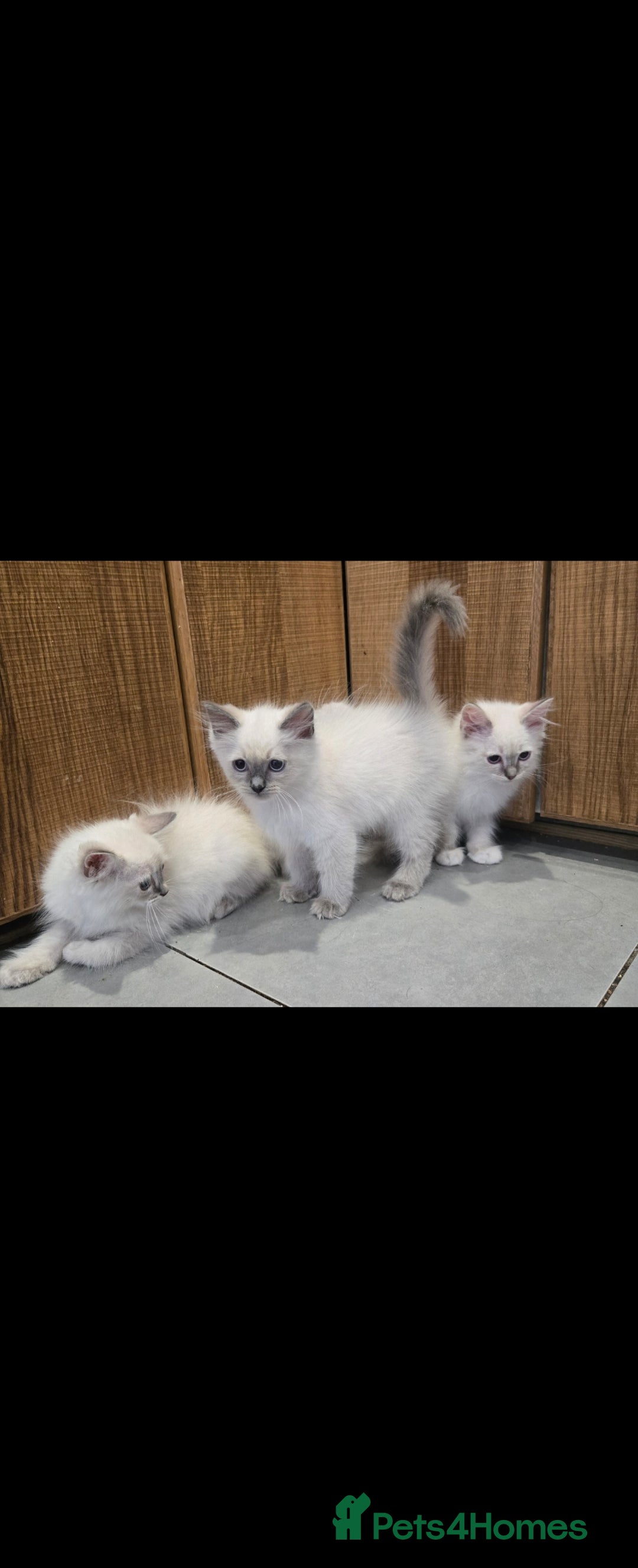 Ragdoll cats for sale: 2 Stunning Ragdolls Kittens Left  - Image 7