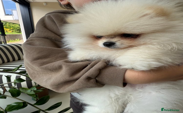 Pomeranian dogs - Advert 11