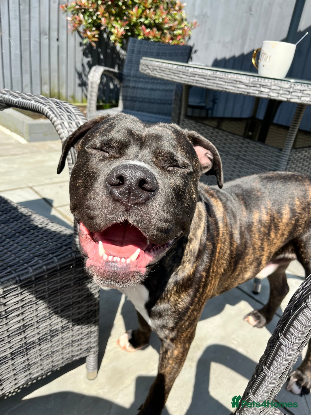 American Bull Staffy dogs for sale: 3 year old American Bull Staffy - Advert 9