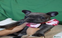 French Bulldog dogs for sale: Stunning French bulldog puppies 🐕 - Image 18