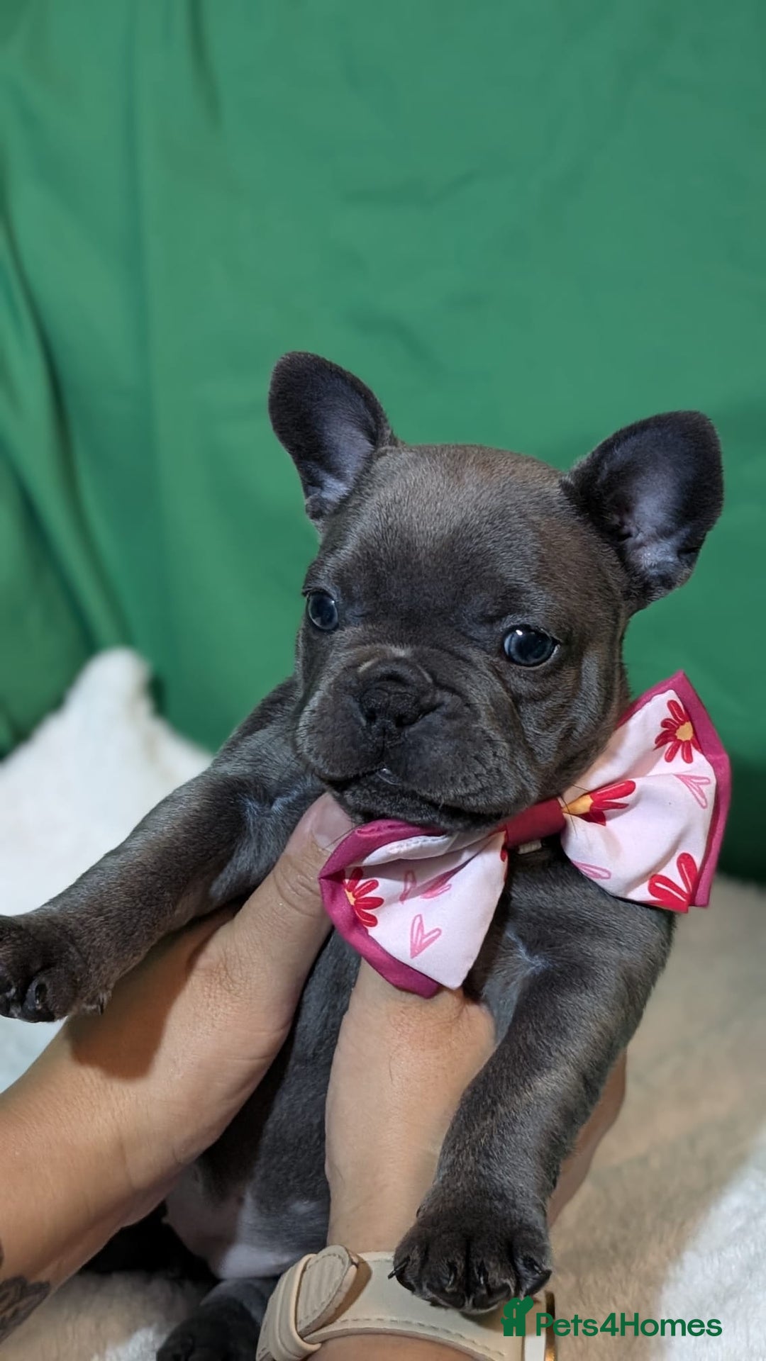 French Bulldog dogs for sale: Stunning French bulldog puppies 🐕 - Image 18