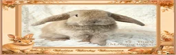 Mini Lop rabbits for sale: 🌻 Baby Mini Lops 🌻 Reserve Now 🌻 Ready 4th Oct - Advert 17