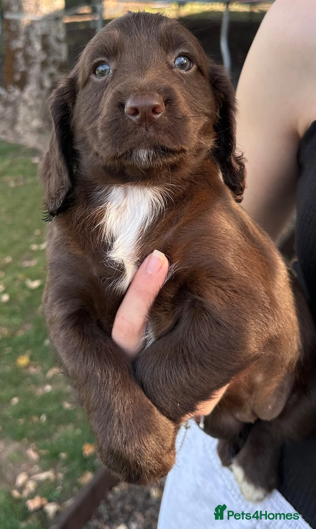 Cocker Spaniel dogs for sale: Working Cocker Spaniels 3 out of 5 Available  - Advert 11