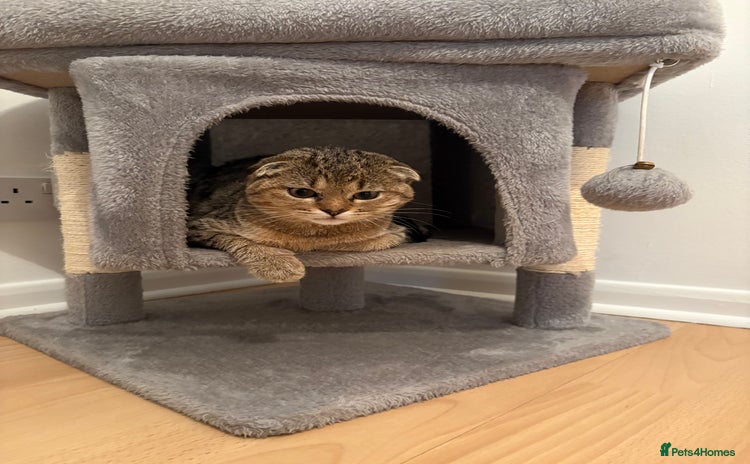 Scottish Fold cats - Advert 3