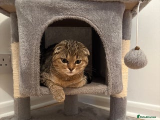 Scottish Fold cats - Advert 17