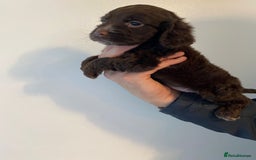 Cocker Spaniel dogs for sale: Working Cocker spaniel puppies  - Image 7