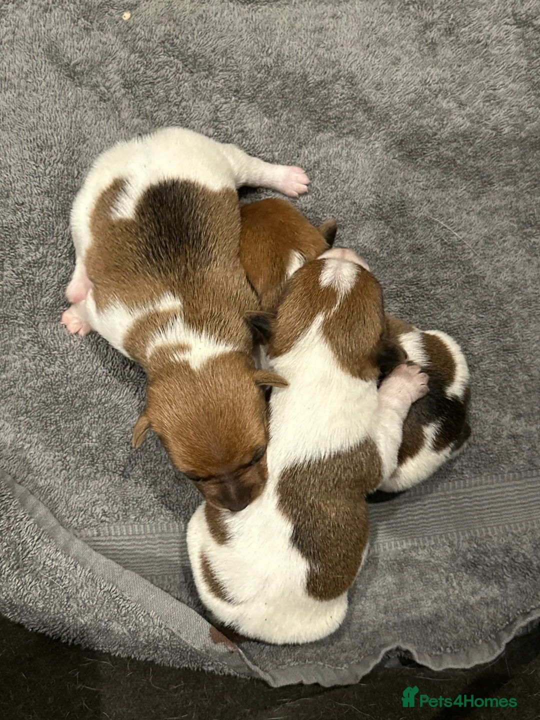 Jack Russell dogs for sale: Three beautiful Jack Russell boys for sale  - Advert 2