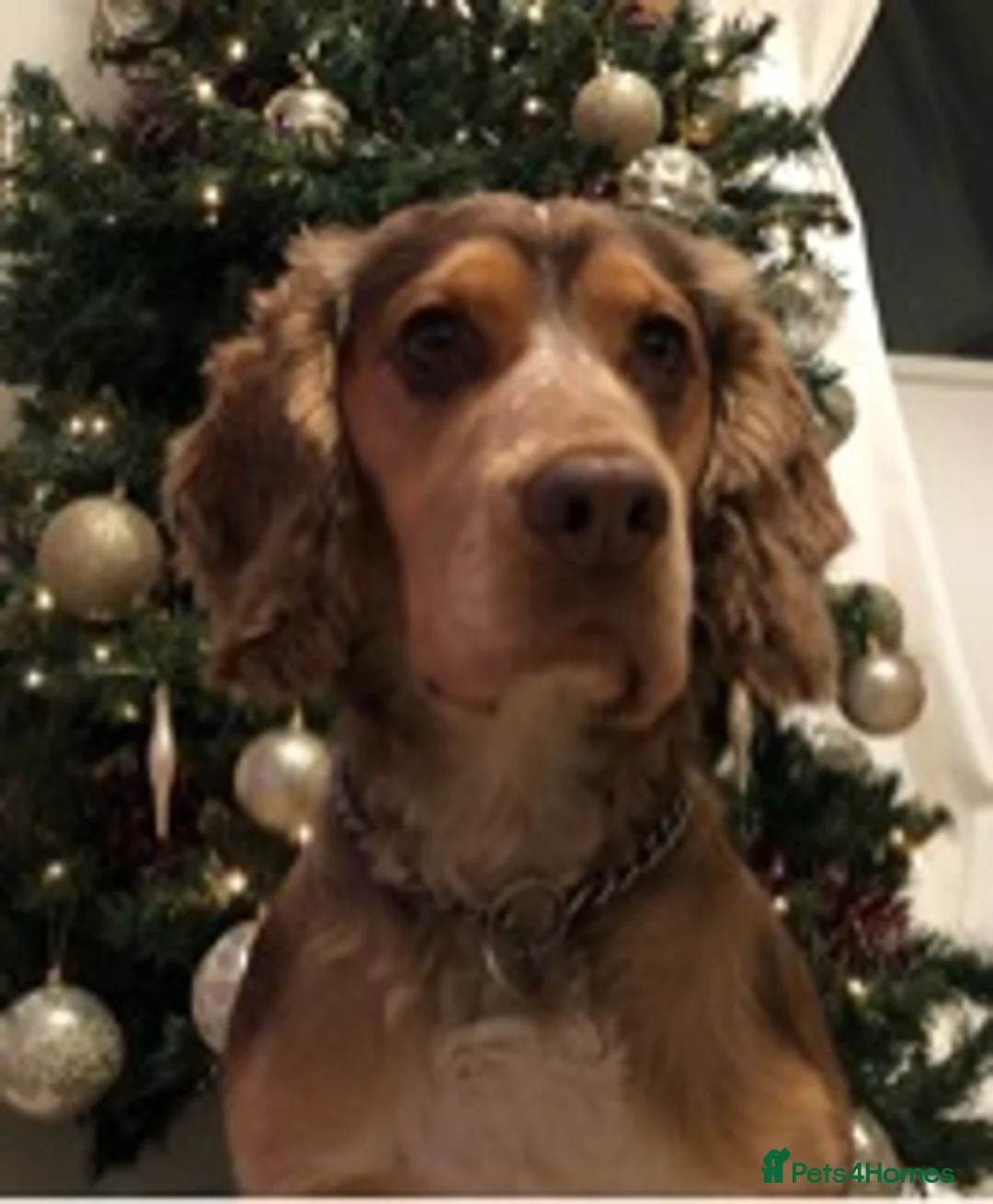 Cocker Spaniel dogs for stud: Cocker Spaniel Chocolate Sable for stud in Bedford - Advert 16