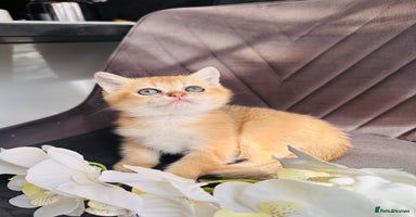 Scottish Fold cats - Advert 1