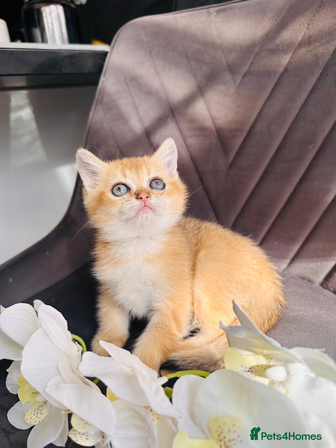 Scottish Fold cats for sale: Adorable pedigree kittens - Image 3