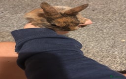 Netherland Dwarf rabbits for sale: rabbits for sale - Advert 1