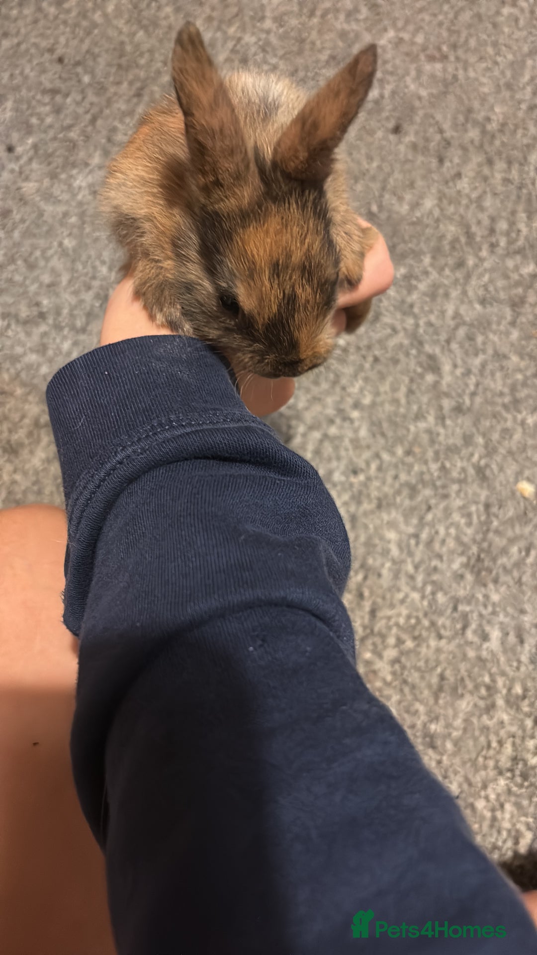 Netherland Dwarf rabbits for sale: rabbits for sale - Advert 1