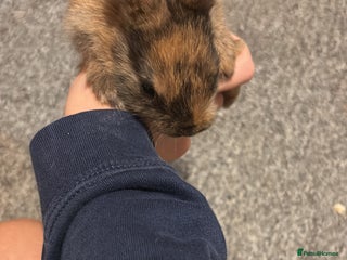 Netherland Dwarf rabbits for sale: rabbits for sale - Advert 1